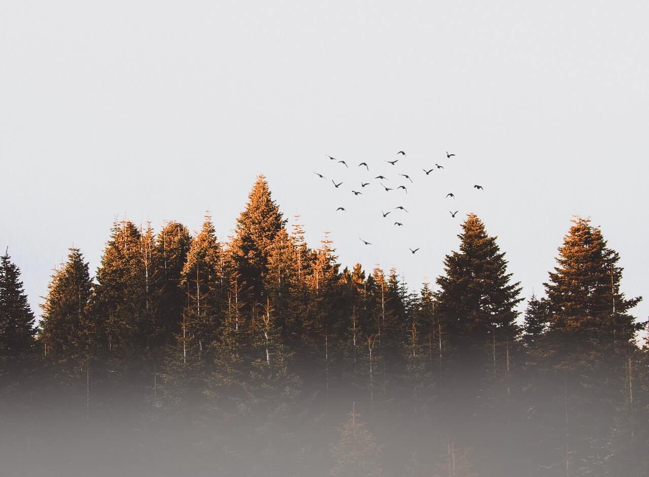 oiseaux volant sur forêt d'arbre sur brouillard